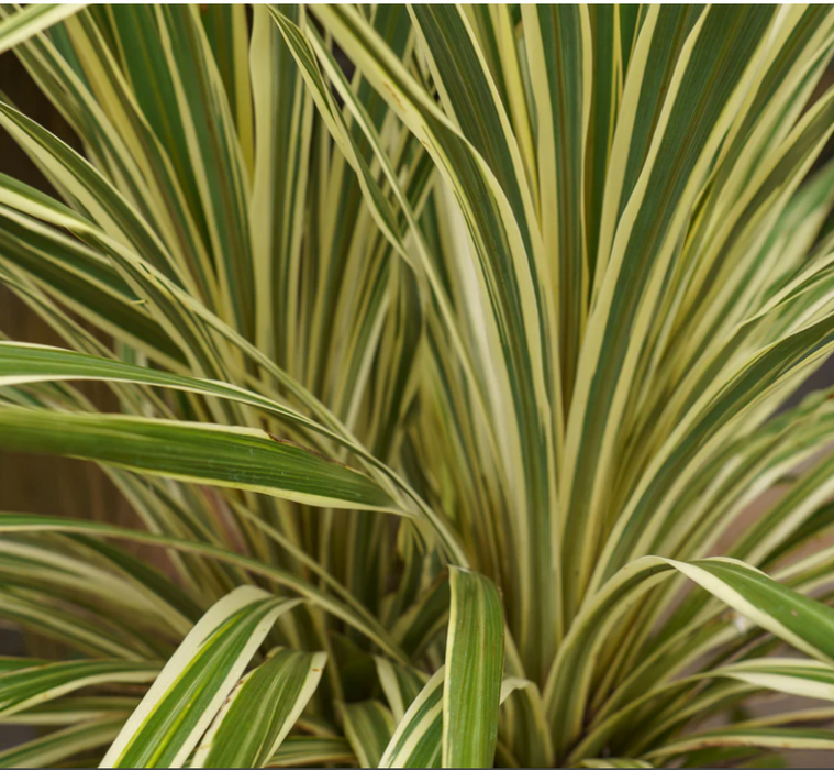 Cordyline Torbay Dazzler - XL Size