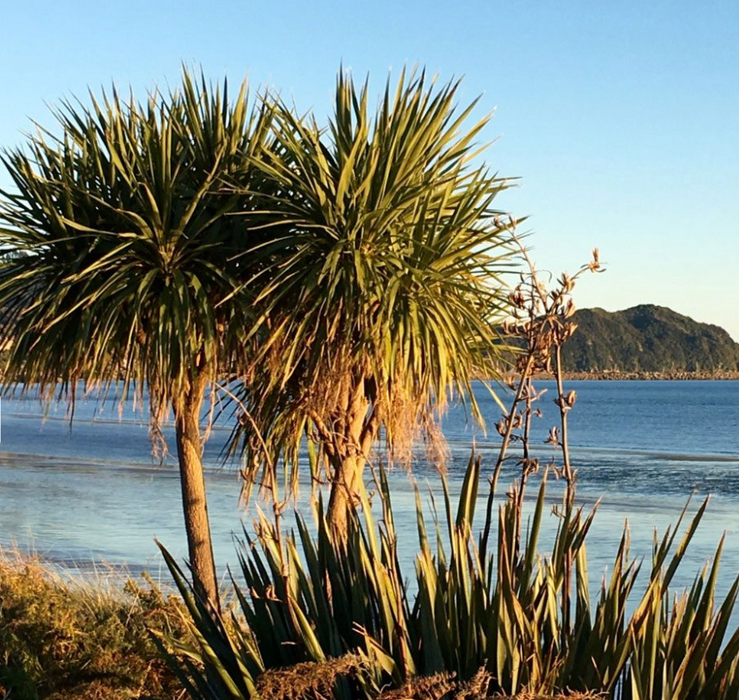 Cordyline Torbay Dazzler - XL Size