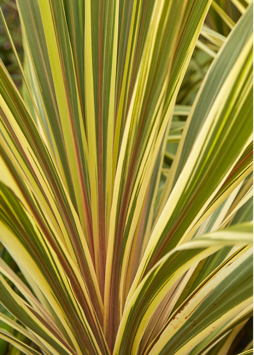Cordyline Torbay Dazzler - XL Size