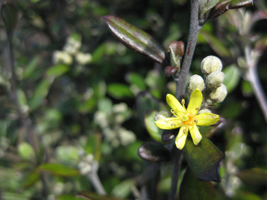 25x Corokia Bronze Knight - $4.99 each