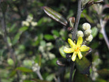5x Corokia Bronze Knight - $5.99 each