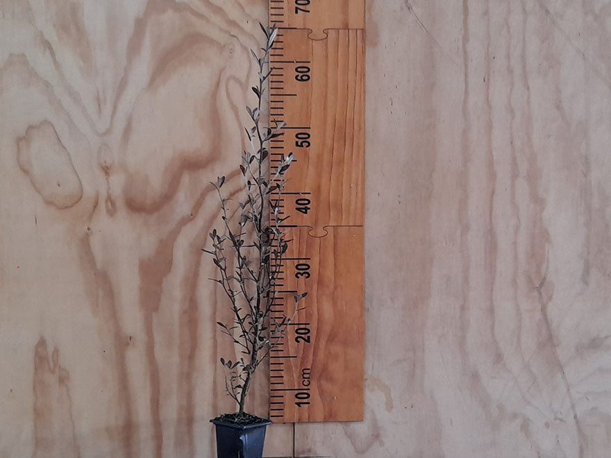 50x Surplus Shelter Combo - $1.99c each - Best Value