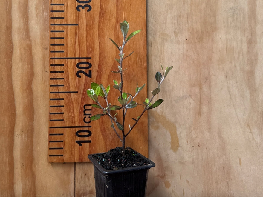 25x Corokia Bronze Knight - $4.99 each