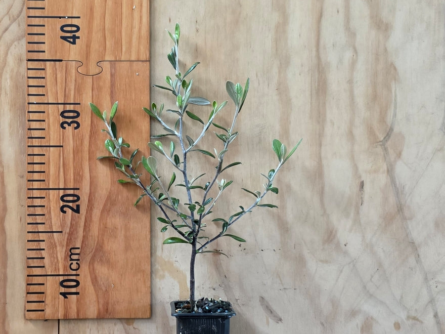 25x Corokia Bronze Knight - $4.99 each