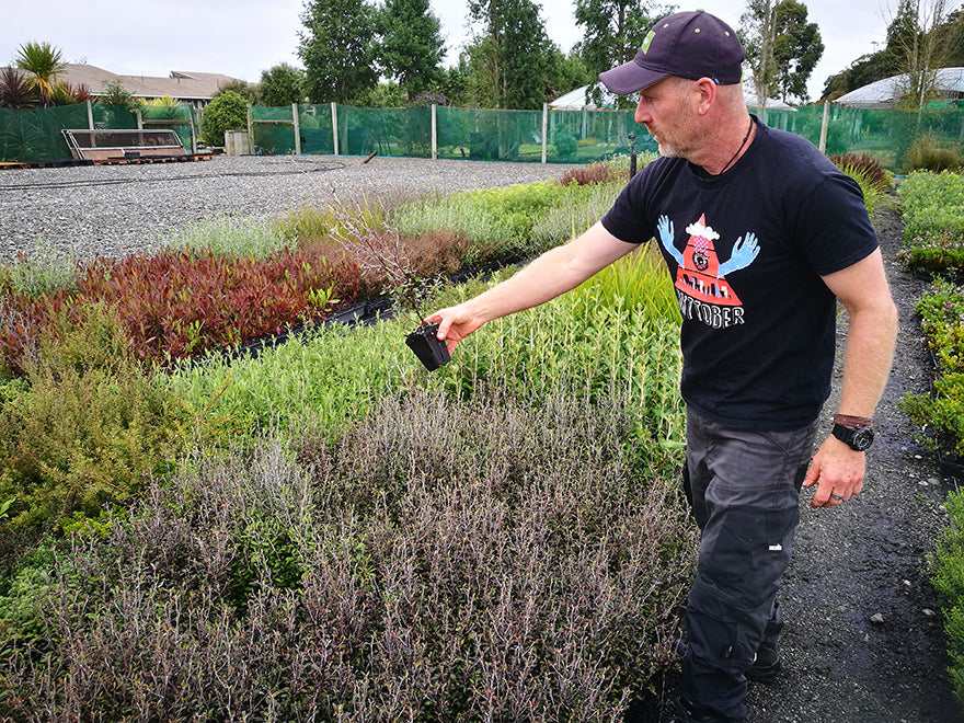 5x Corokia Bronze Knight - $5.99 each
