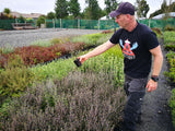 5x Corokia Bronze Knight - $5.99 each