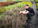 5x Corokia Bronze Knight - $5.99 each