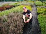 5x Corokia Bronze Knight - $5.99 each