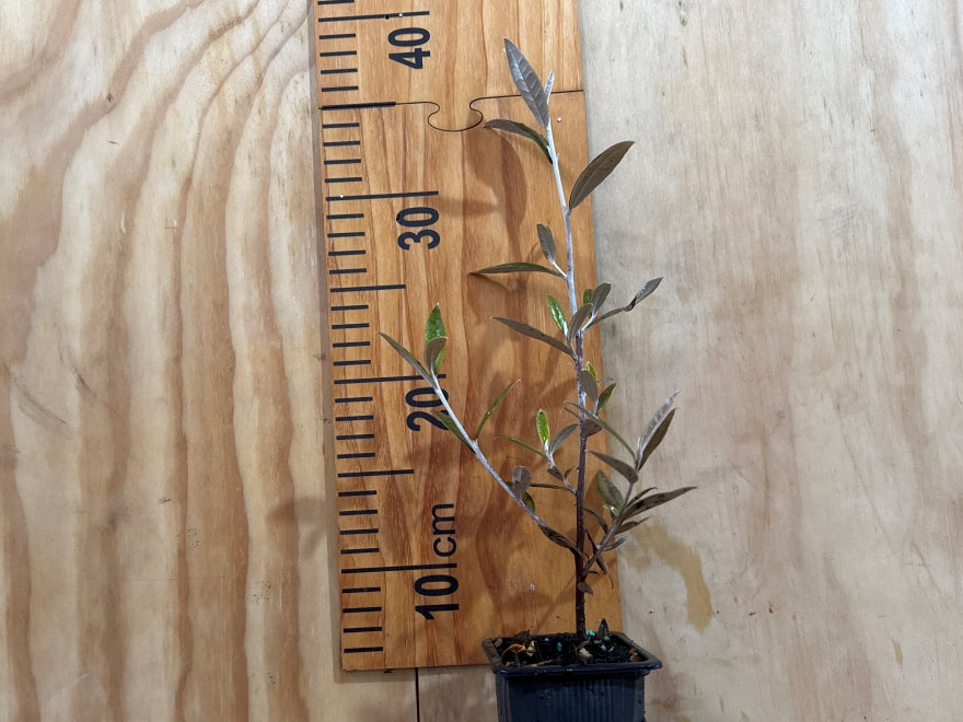 25x Corokia Buddleoides - $4.99 each