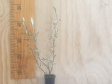 100x Corokia Buddleoides - $3.99 each