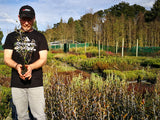 100x Corokia Buddleoides - $3.99 each