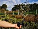 Corokia Buddleoides