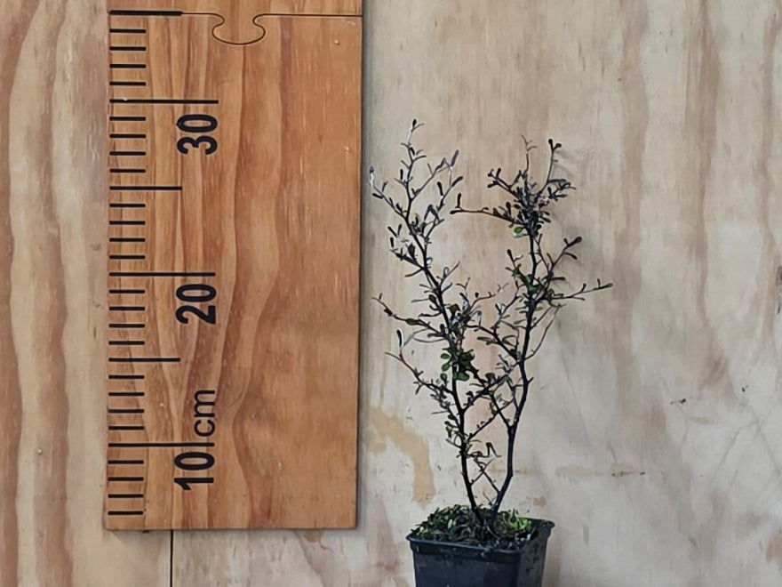 5x Corokia Cotoneaster - $5.99 each
