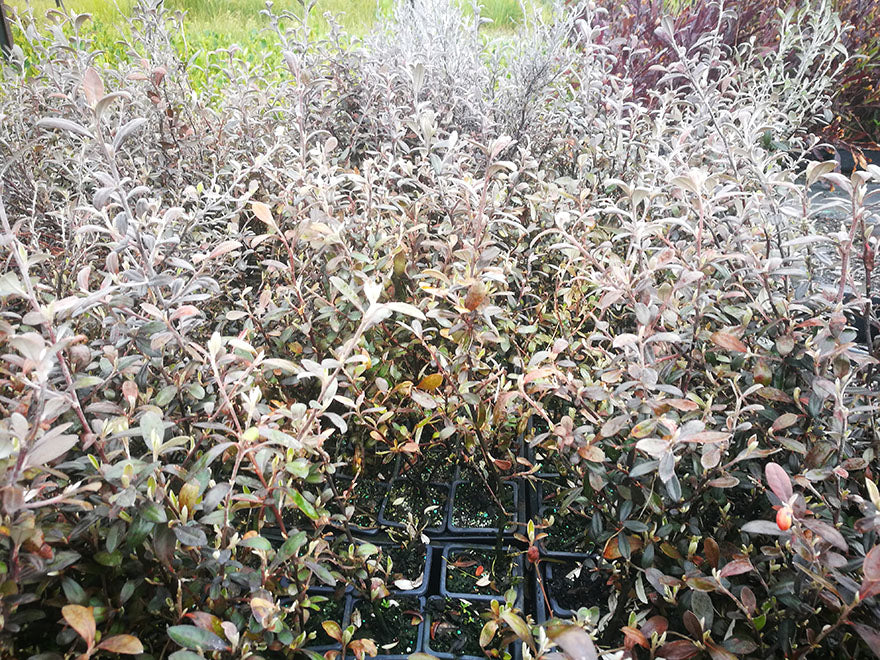 25x Super Flowering Combo  - $4.99 each