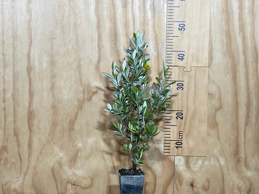 25x Corokia Geentys Green - $2.99 each