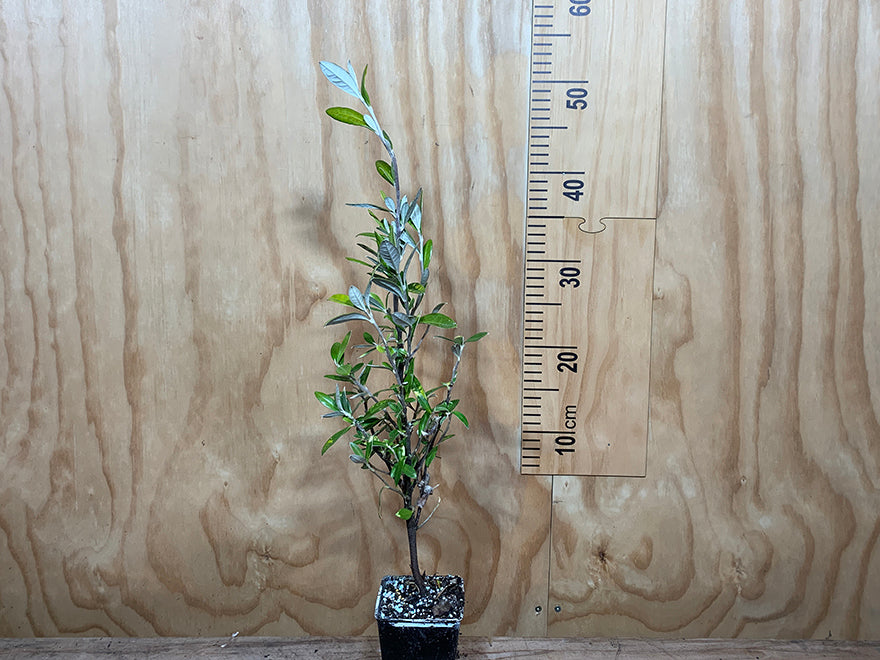 100x Corokia Geentys Green - $2.99 each