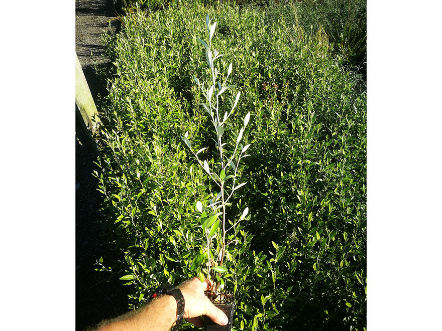 25x Corokia Geentys Green Hedge - $3.99 each