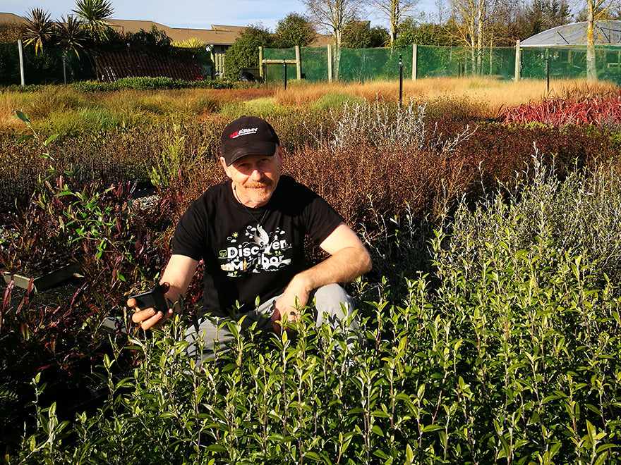 Corokia Geentys Green