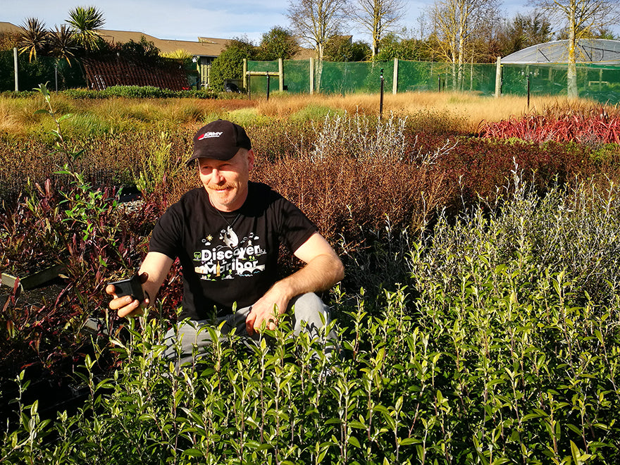 Corokia Geentys Green