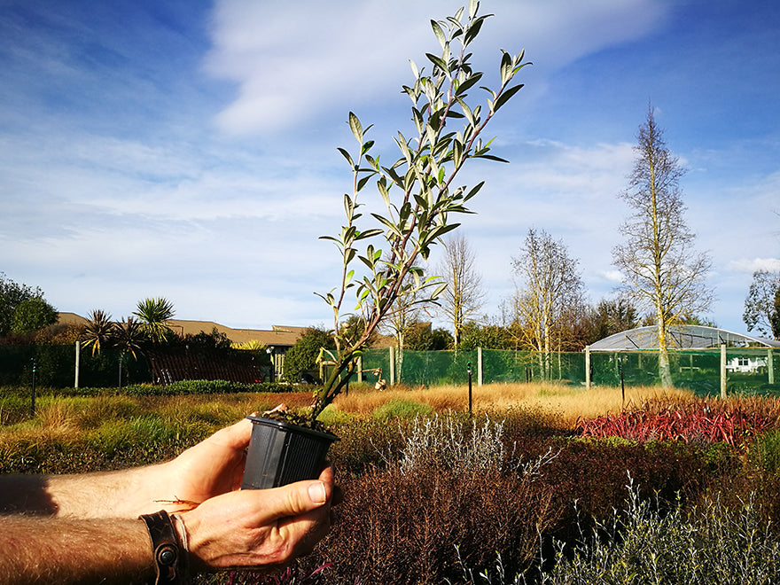 Corokia Geentys Green