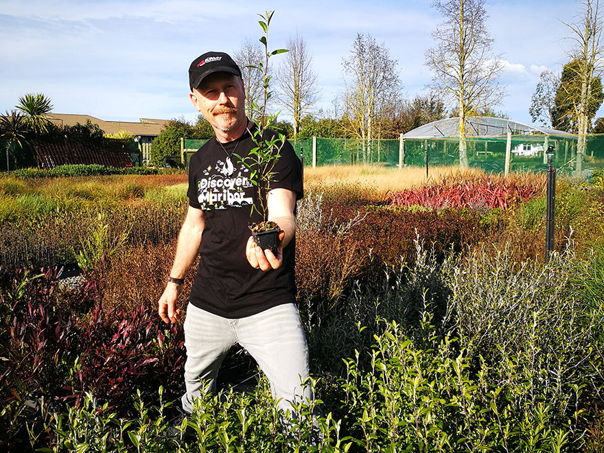 Corokia Geentys Green