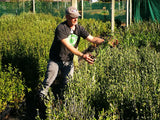 25x Corokia Geentys Green - $5.99 each