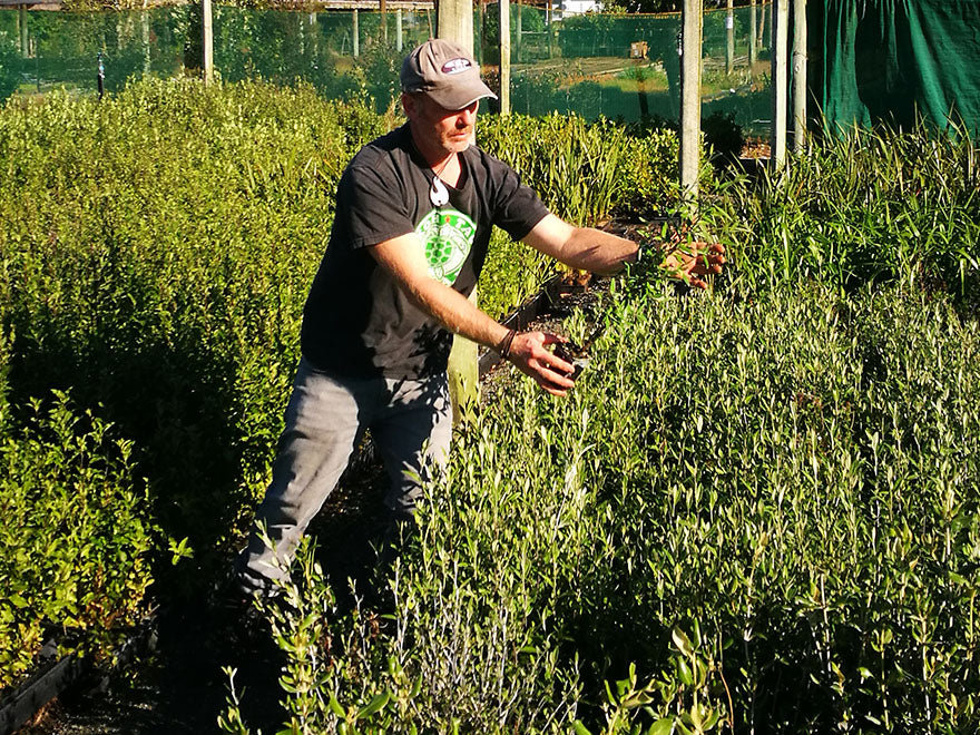 100x Corokia Geentys Green - $3.99 each