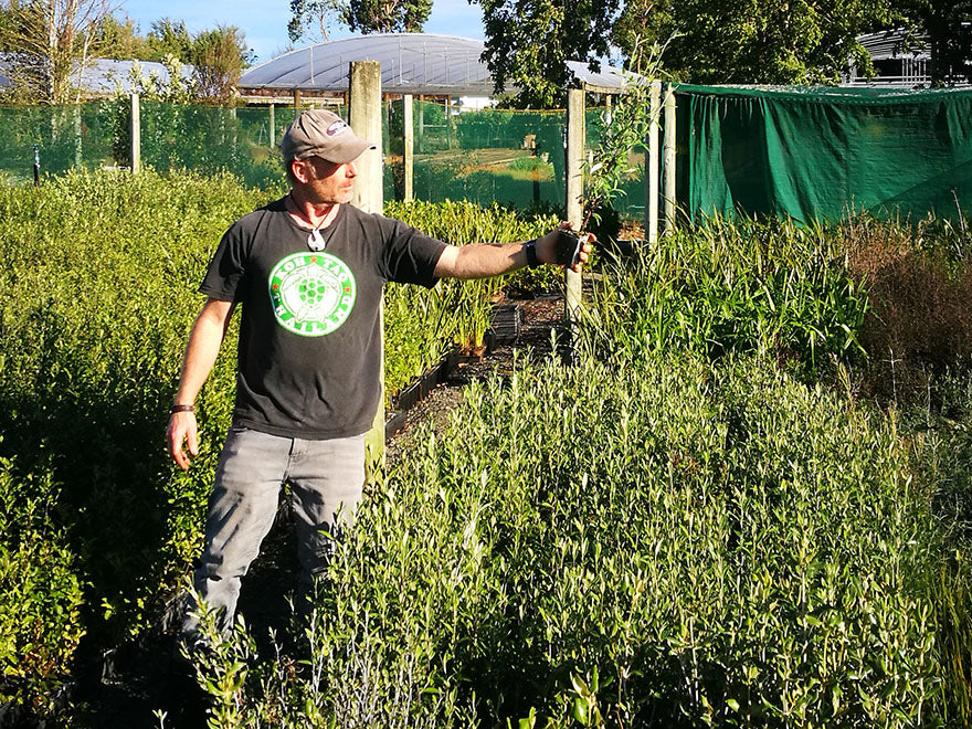 25x Corokia Geentys Green - $2.99 each
