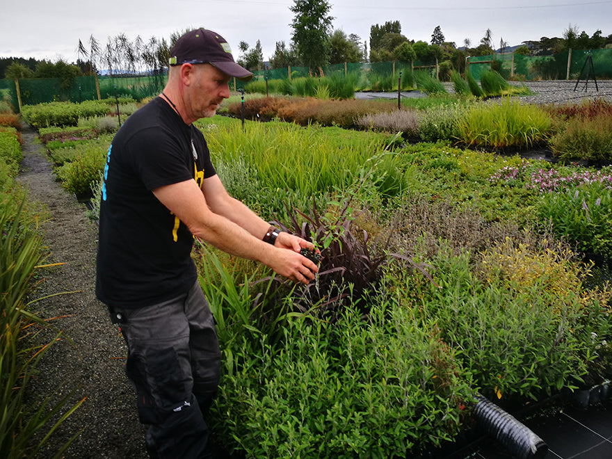100x Corokia Geentys Green - $3.99 each