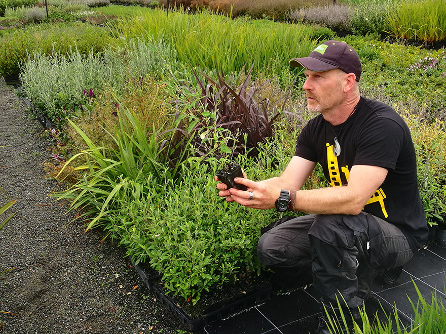 100x Corokia Geentys Green - $2.99 each