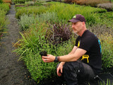 5x Corokia Geentys Green - $6.99 each