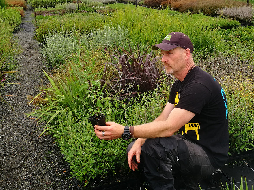 100x Corokia Geentys Green - $2.99 each