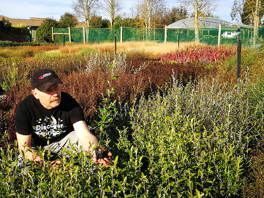 Corokia Geentys Green