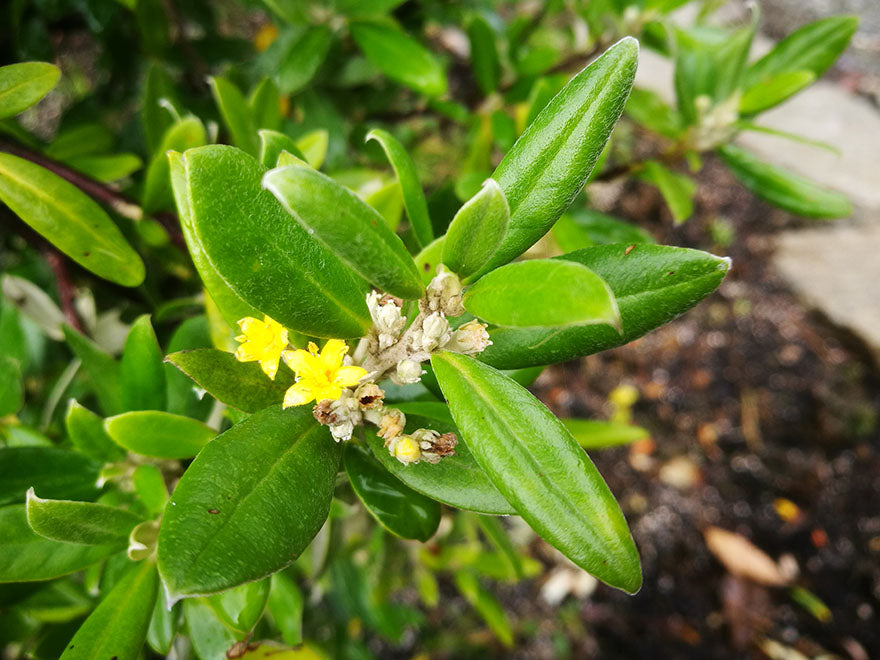 5x Corokia Geentys Green - $2.99 each
