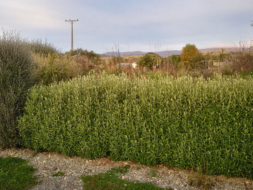 Corokia Geentys Green