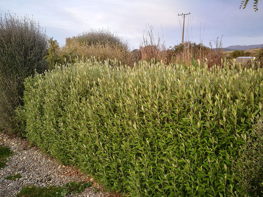 25x Corokia Geentys Green - $2.99 each