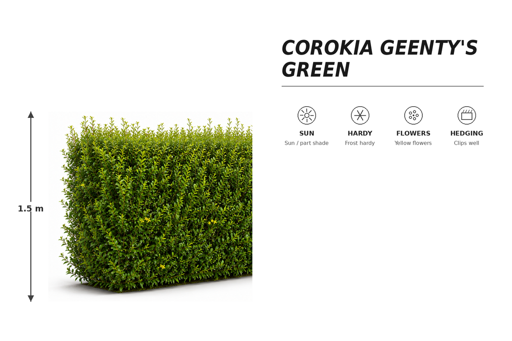 25x Corokia Geentys Green - $3.99 each