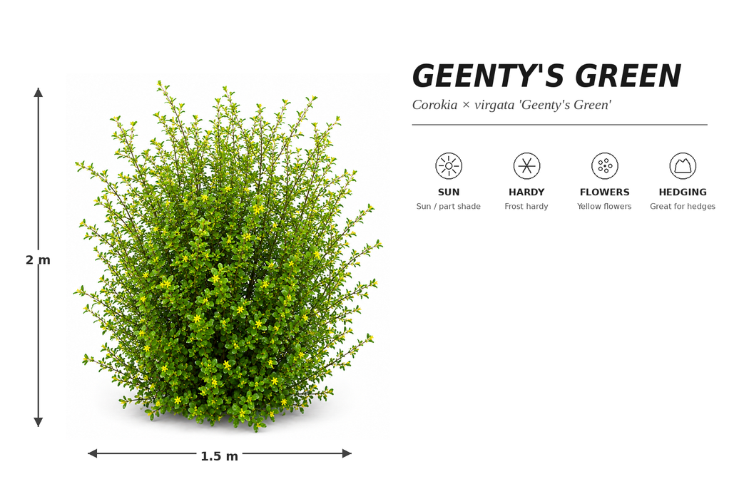 100x Corokia Geentys Green - $2.99 each