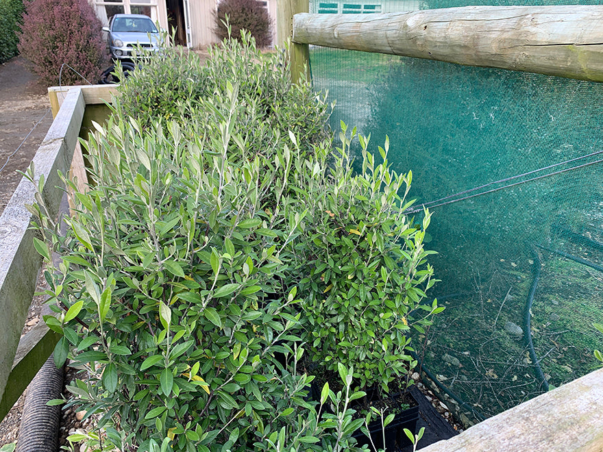 Corokia Geentys Green