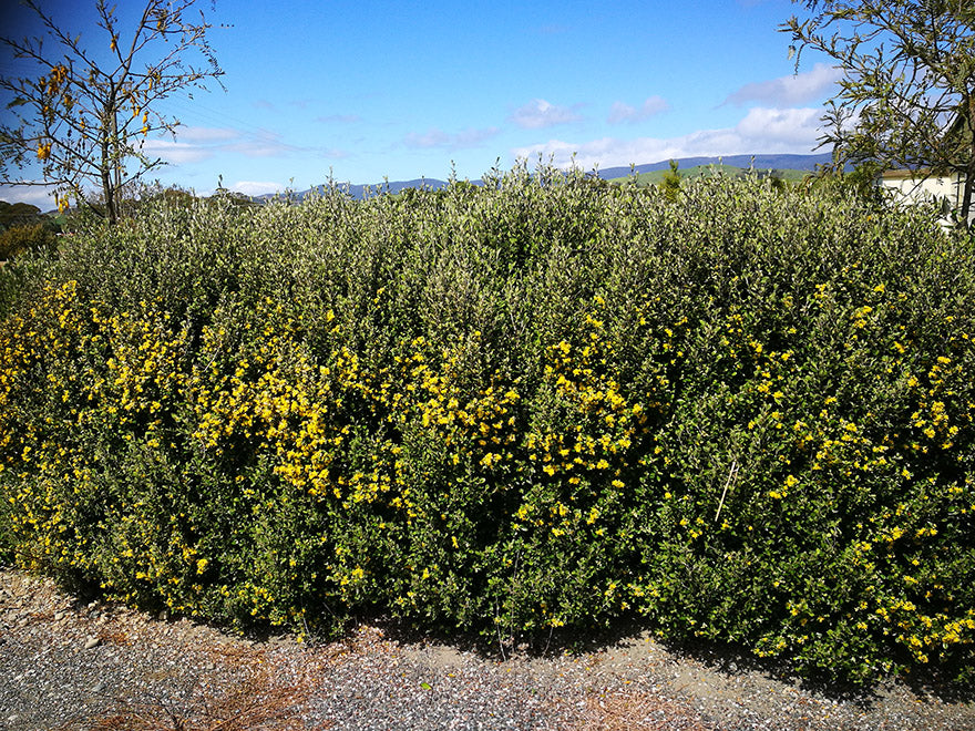 5x Corokia Jaxon - $5.99 each