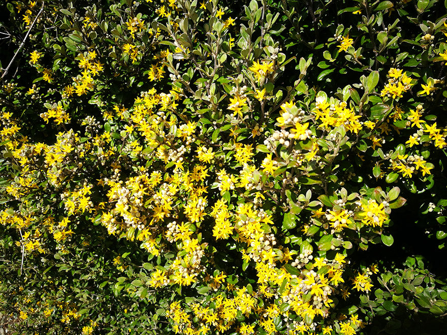 5x Corokia Jaxon - $2.99 each