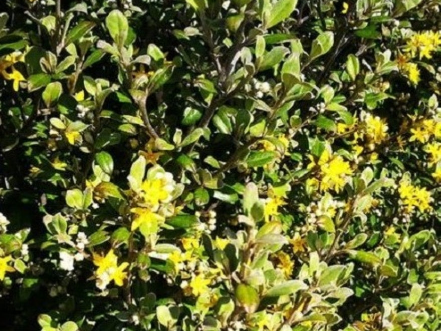 25x Corokia Jaxon - $2.99 each