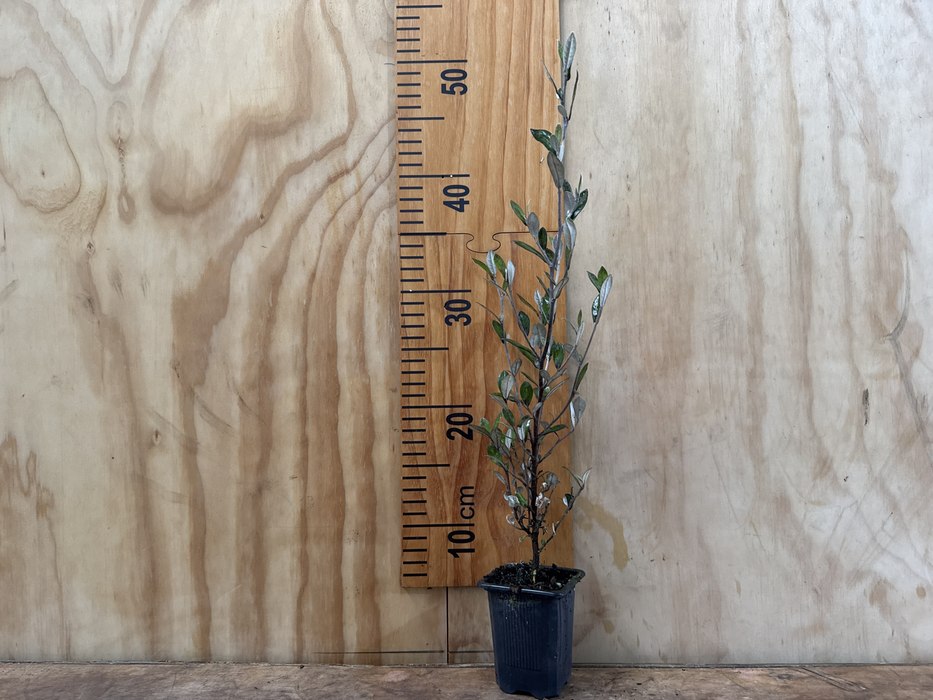 25x Corokia Jaxon - $2.99 each