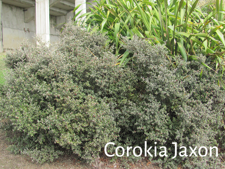 100x Surplus Native Combo - $1.99c each - Best Value