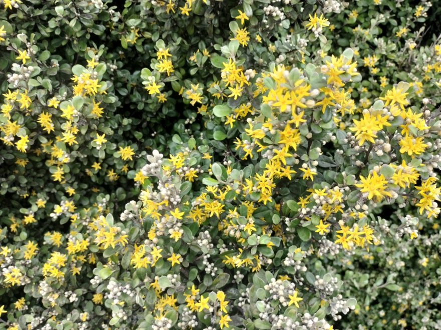 Corokia Jaxon