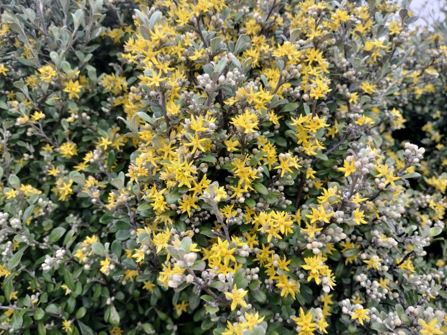 5x Corokia Jaxon - $5.99 each