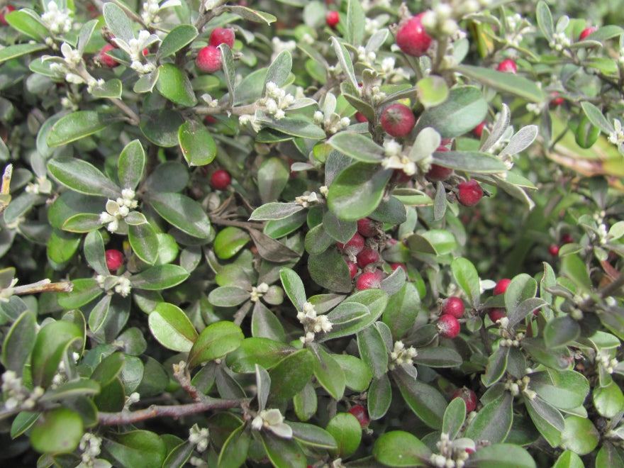 100x Corokia Jaxon - $2.99 each