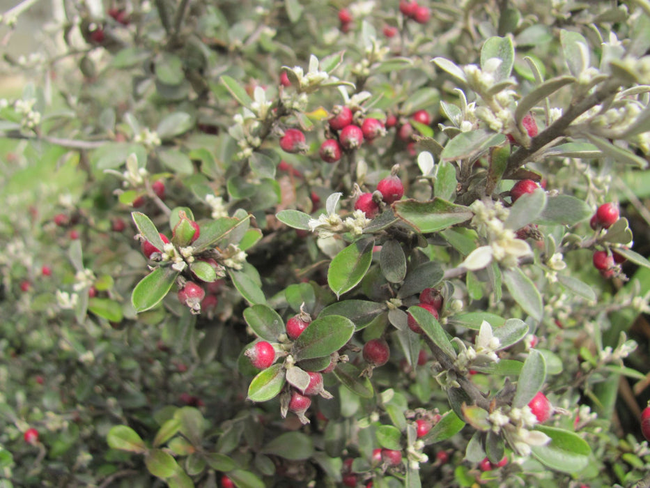 25x Corokia Jaxon - $4.99 each