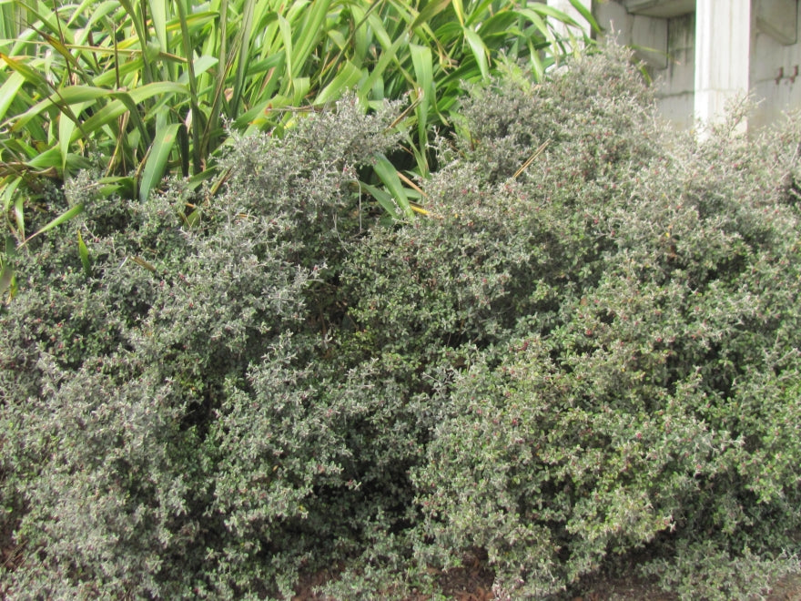 10x Corokia Jaxon - $1.99 each