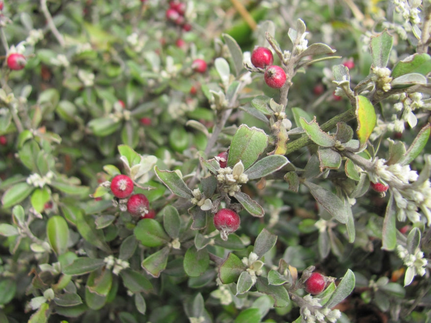 100x Corokia Jaxon - $2.99 each